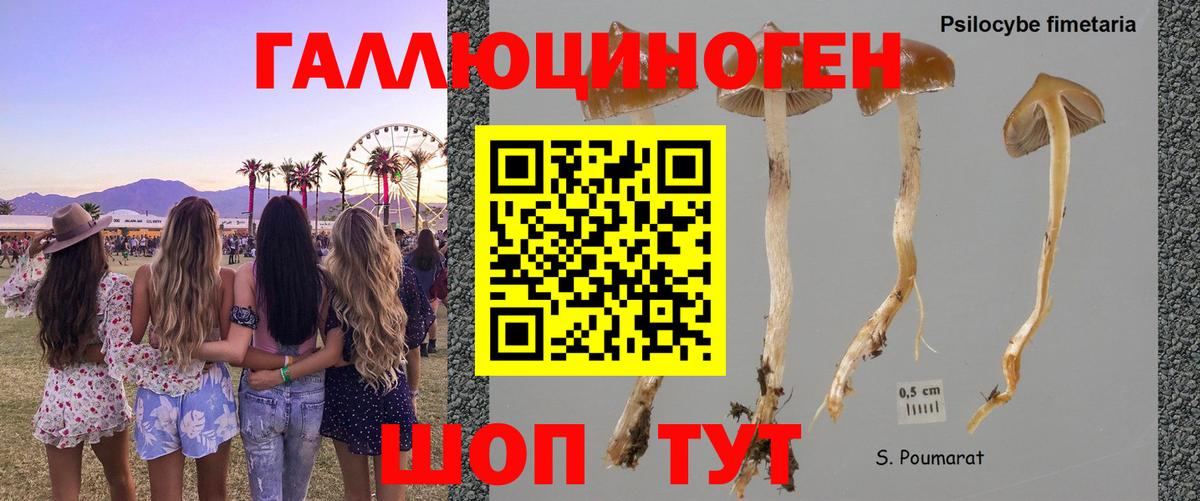 Псилоцибиновые грибы Magic Shrooms Городец